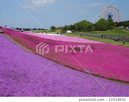Shiba cherry tree 2 22819642