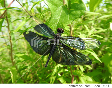 Metallic glossy dragonfly "Chow Tombo" 22819651