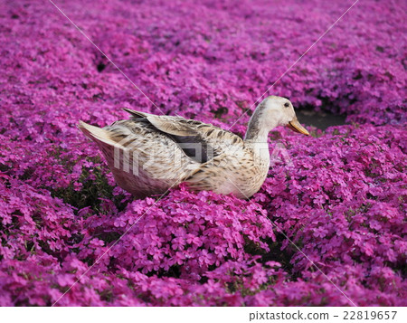 Duck and moss slurry 1 22819657