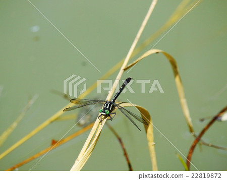 Tabesanae Tabesanae 22819872