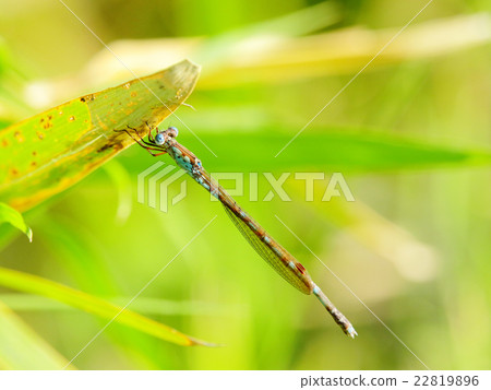 Hosomiotomenthumbo 22819896