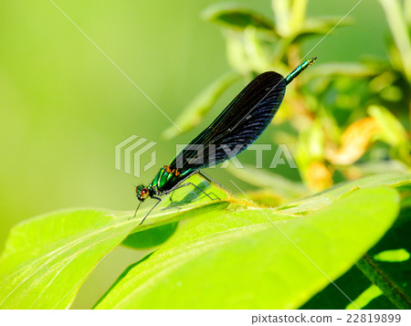 Aojida dragonfly male Aojida dragonfly male 22819899
