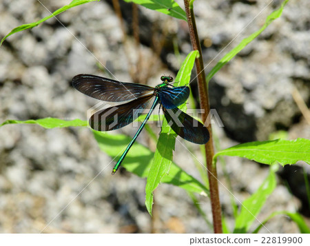 Aojida dragonfly male 22819900