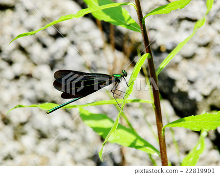 Aojida蜻蜓男 22819901