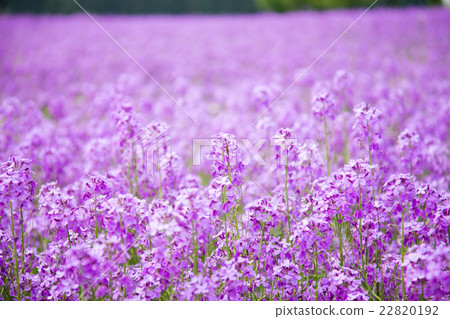 甜蜜的火箭花 甜蜜的火箭花 22820192