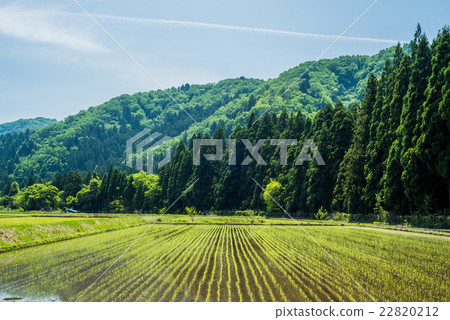 Early summer countryside 22820212