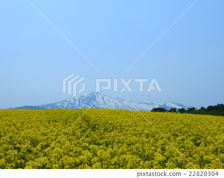 Rape blossoms of the Toriumi plateau Rape blossoms of the Toriumi plateau 22820304