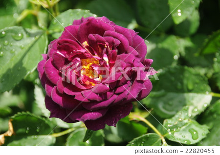 Rose of the rain 22820455