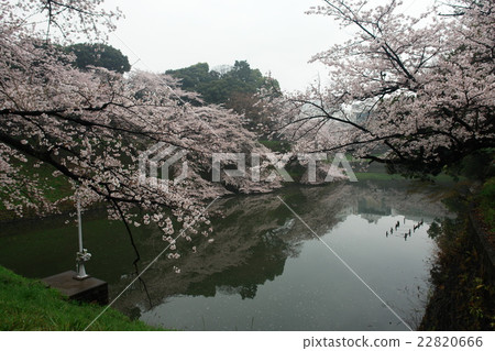 漂亮 美麗 乾淨 22820666