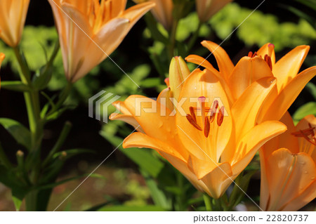 Royal Trinity Lily Flowers and Raindrops Royal Trinity Lily Flowers and Raindrops 22820737