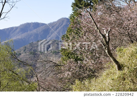 Momezakura在春天的Tanzawa開花 Momezakura在春天的Tanzawa開花 22820942