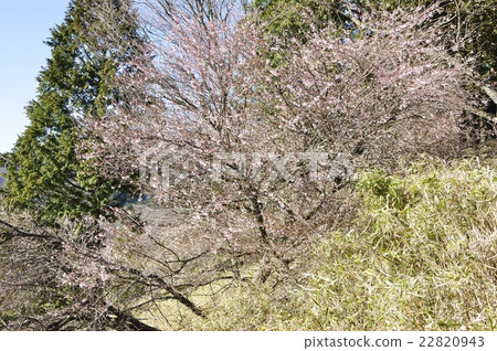 富士櫻 富士櫻 22820943