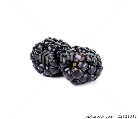 blackberry isolated on white background blackberry isolated on white background 22821038