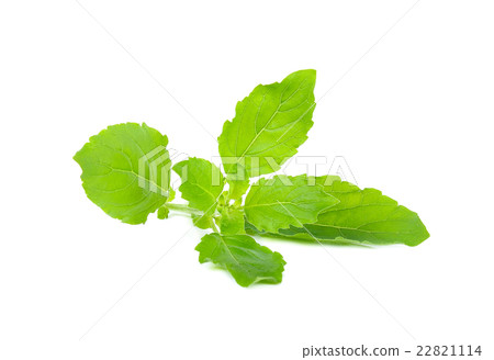 Basil leaf isolated on the white background Basil leaf isolated on the white background 22821114