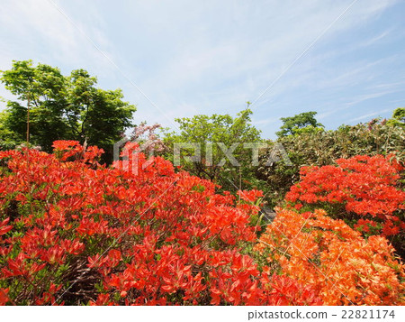 Kuwano樹沼澤的遠程杜鵑花 22821174