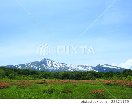 Kuwano樹沼澤的Renge杜鵑花和Chokaiyama 22821179