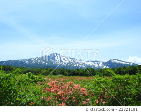 Kuwano樹沼澤的Renge杜鵑花和Chokaiyama Kuwano樹沼澤的Renge杜鵑花和Chokaiyama 22821181