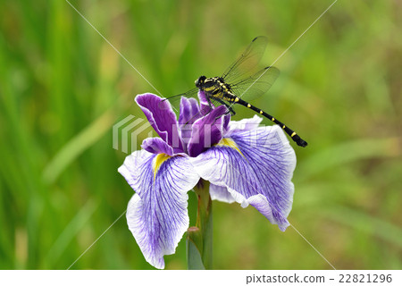 Coonima和虹膜 Coonima和虹膜 22821296