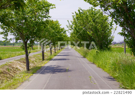 Tsukuba Linn Road Tsukuba Linn Road 22821490