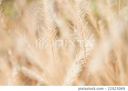 Abstract meadow background with grass 22823069
