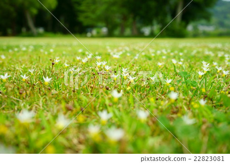 Wild plants of the plateau 1 Wild plants of the plateau 1 22823081