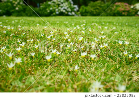 高原的野生植物2 高原的野生植物2 22823082