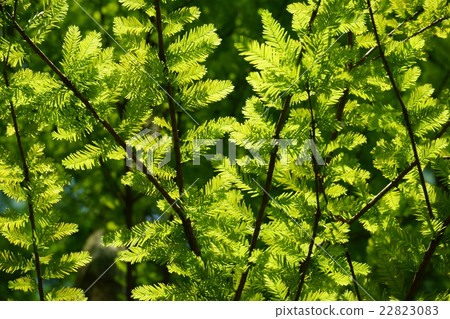 發光在背後照明的larkfish新綠色 發光在背後照明的larkfish新綠色 22823083