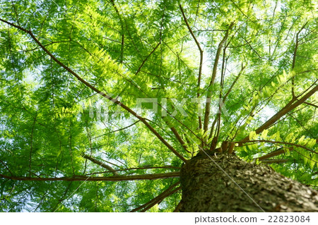 Fresh green peacock (right) 22823084