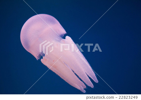 Moon jellyfish (Aurelia aurita) in an aquarium. Moon jellyfish (Aurelia aurita) in an aquarium. 22823249