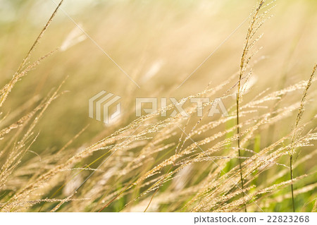 pampas grass field against sunlight pampas grass field against sunlight 22823268