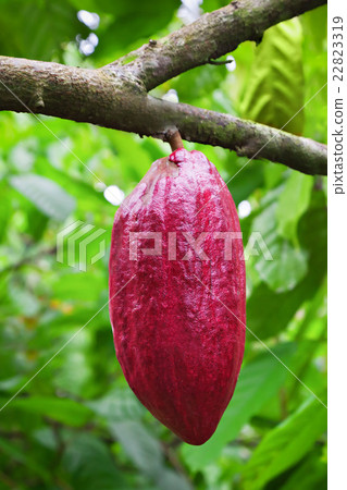 Cocoa tree with pods Cocoa tree with pods 22823319