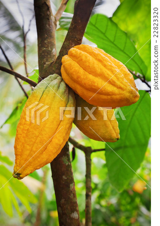 Cocoa tree with pods 22823320