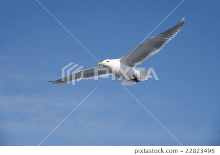 It is a seagull of the Sea of Okhotsk It is a seagull of the Sea of Okhotsk 22823498