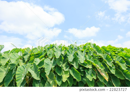 沖繩宜野灣市宜野灣灣Turnm Field 22823727