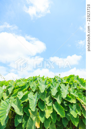 沖繩宜野灣市宜野灣灣Turnm Field 22823728