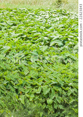 沖繩縣沖繩縣宜野灣市蒂莫場 22823843