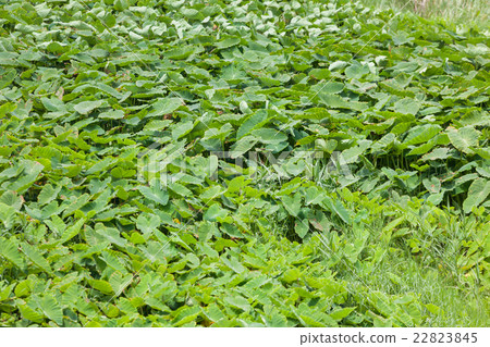 沖繩縣沖繩縣宜野灣市蒂莫場 22823845