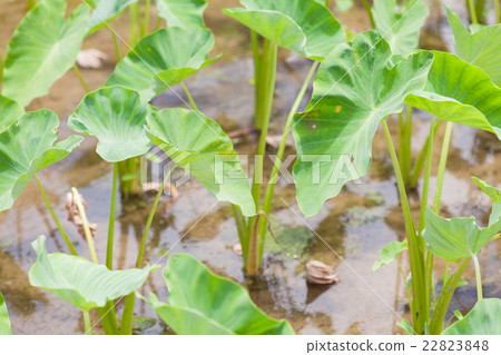 沖繩縣沖繩縣宜野灣市蒂莫場 沖繩縣沖繩縣宜野灣市蒂莫場 22823848