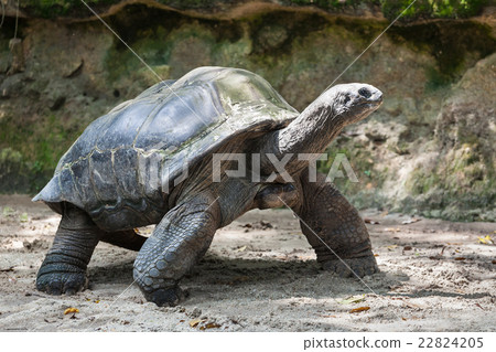 Giant turtle Giant turtle 22824205
