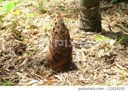 Bamboo shoots 22824283