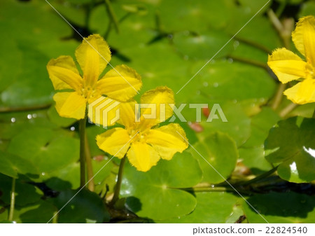 Asaza的黃色花朵綻放 Asaza的黃色花朵綻放 22824540