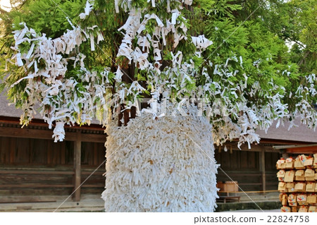 Omikuji 22824758