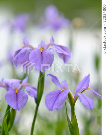 Nohanashoubu Nohanashoubu 22824800