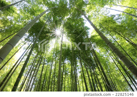  Bamboo grove 22825146