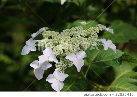  繡球花 22825415