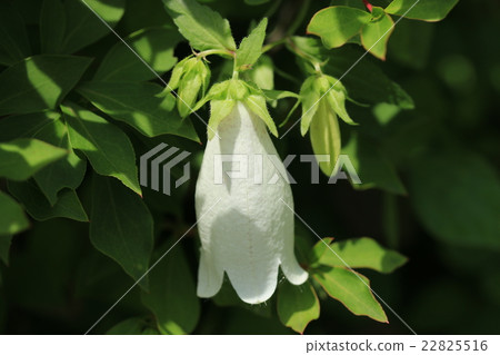 螢火蟲刷 22825516