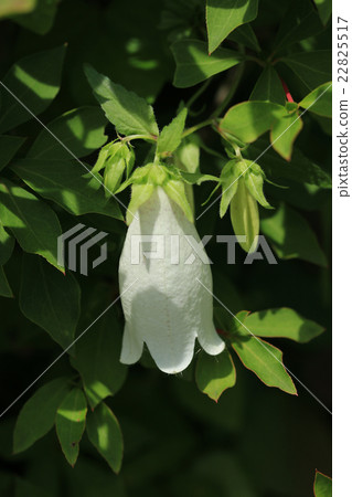 螢火蟲刷 22825517