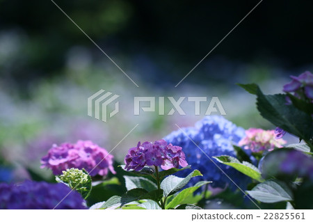  hydrangea 22825561