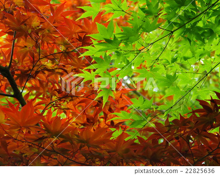 春天和葉子槭樹秋葉 春天和葉子槭樹秋葉 22825636