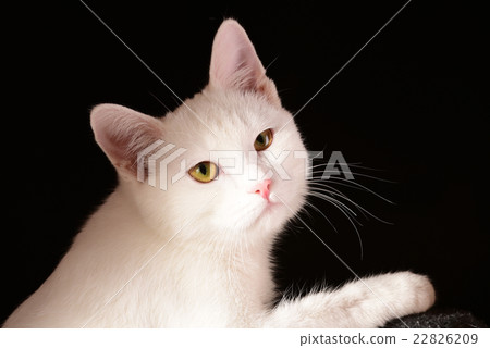 White cat on black background 22826209